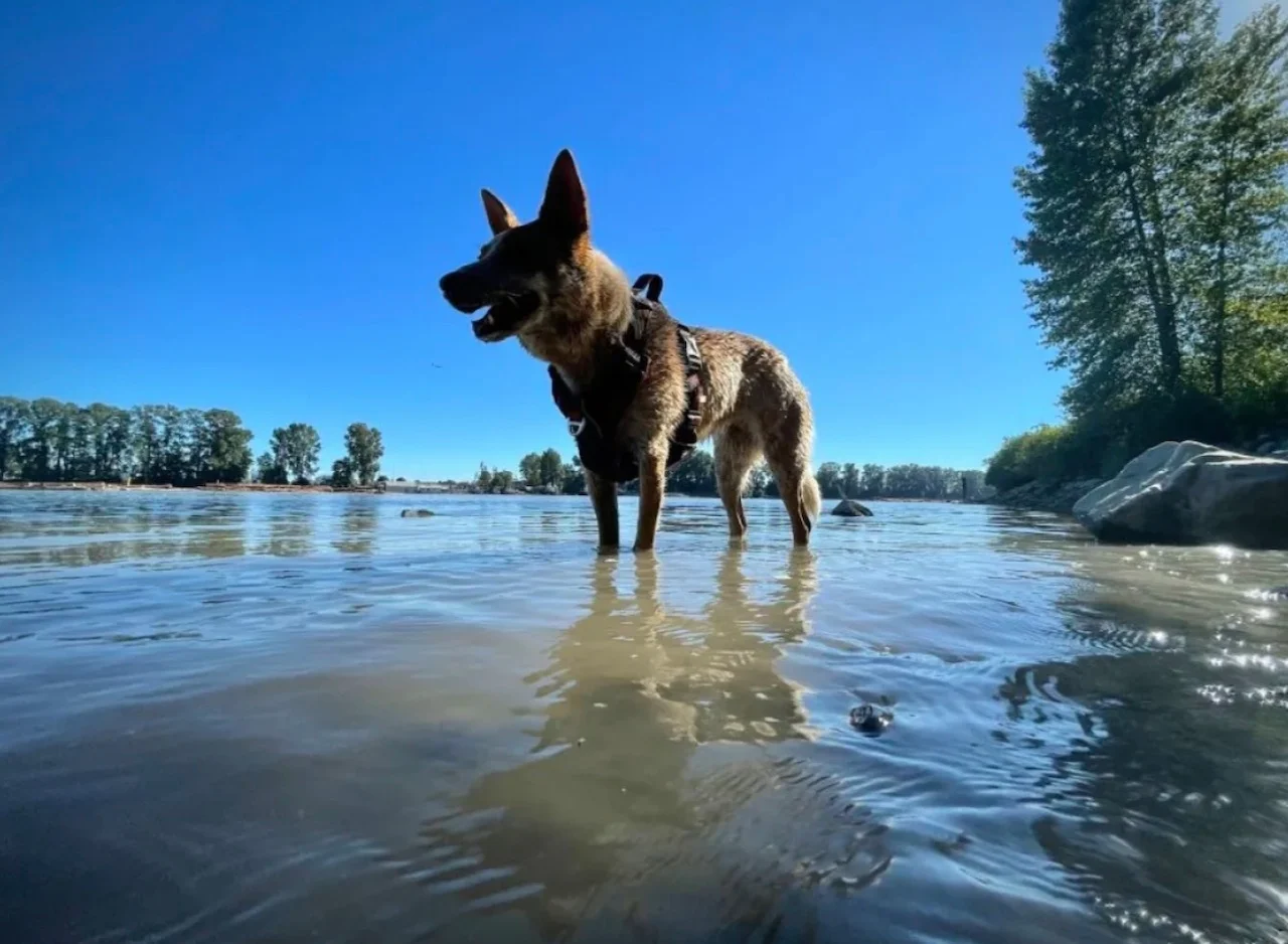 Dog (Ben Nelms/CBC)