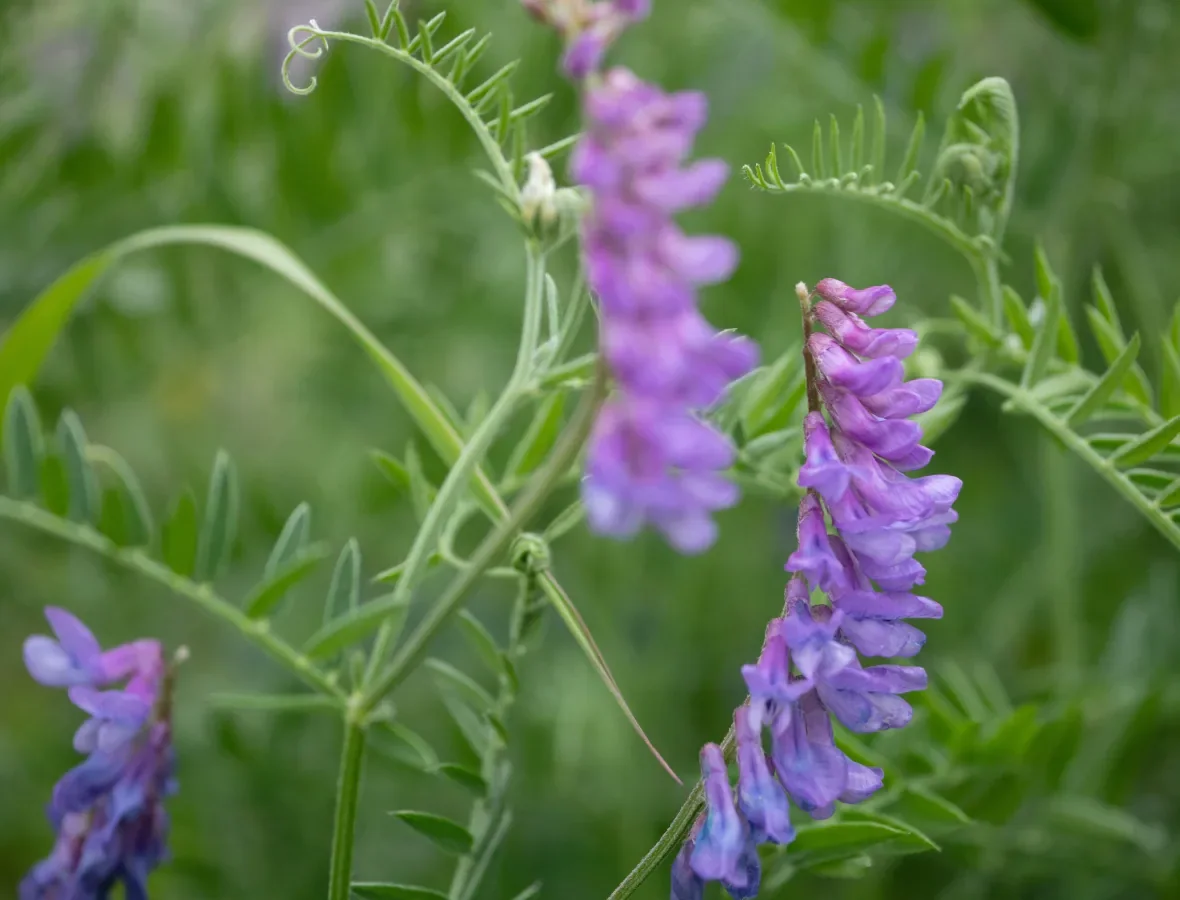 bird-vetch/Submitted by Andrea Altherr to CBC