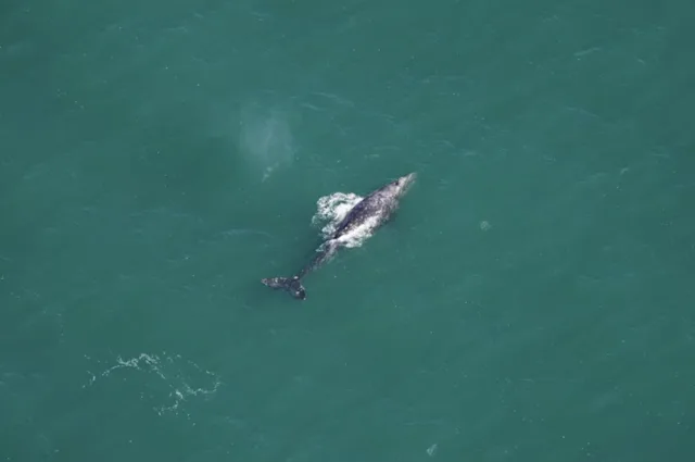 Grey whale spotted in Atlantic Ocean, despite being extinct there for ...