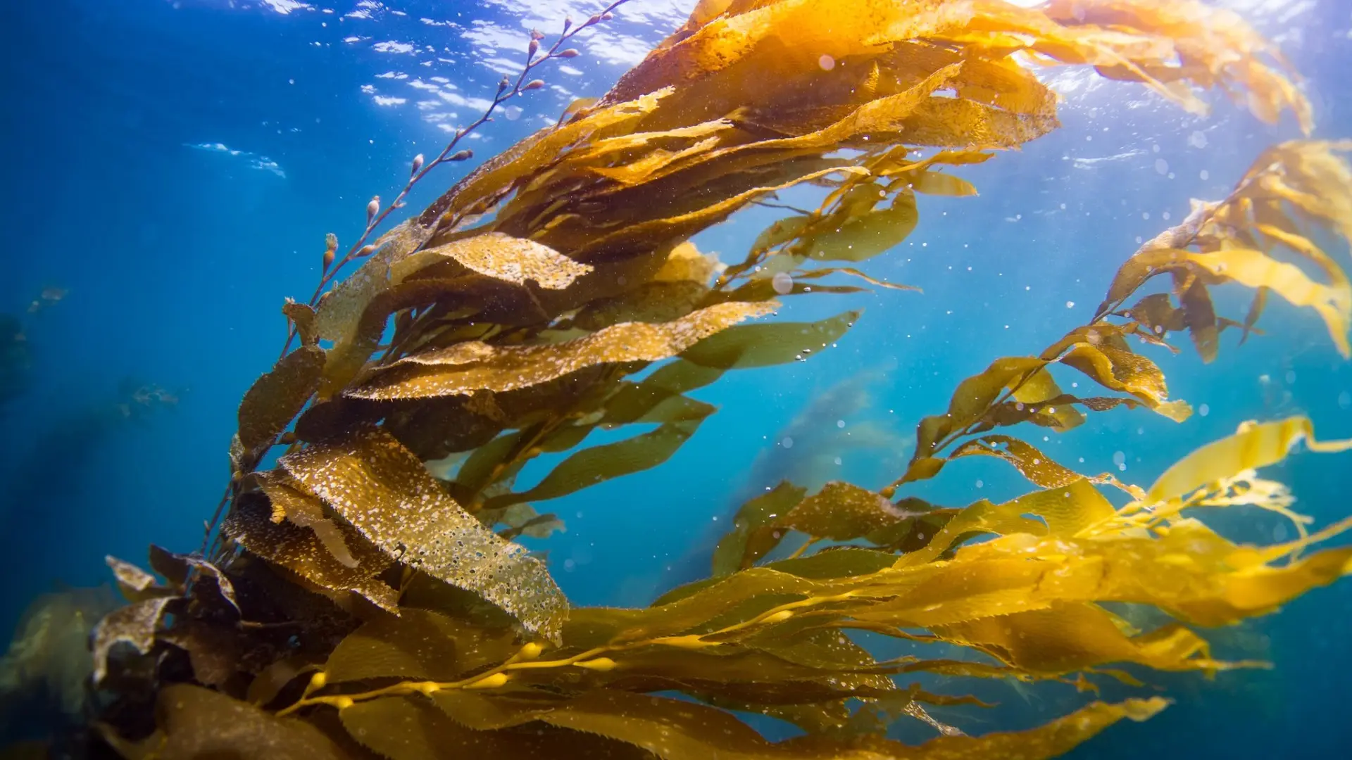 Scientists use gravel to help regrow kelp forests after “The Blob”