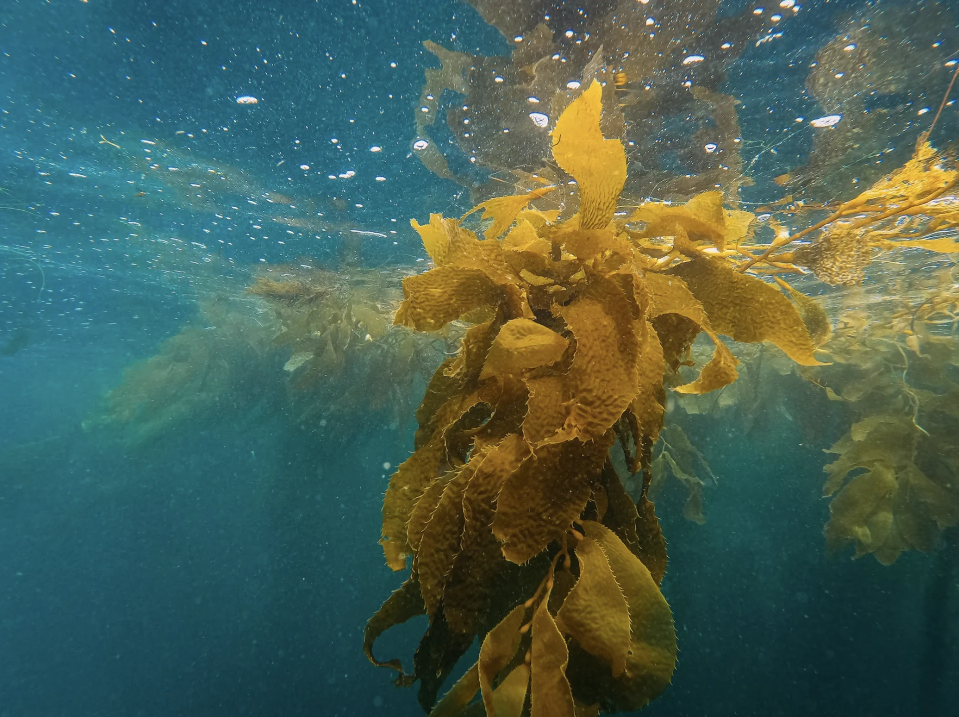 Scientists use gravel to help regrow kelp forests after “The Blob”