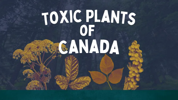 Don't touch! Four toxic plants you can find (and should avoid) in Canada