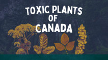  4 toxic plants you can find in Canada