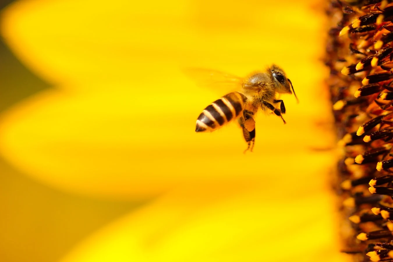 Des abris d'autobus végétalisés pour sauver les abeilles