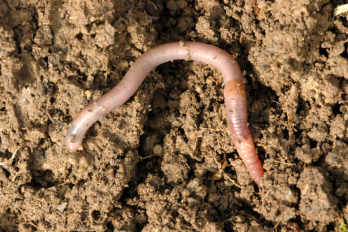 Invasive jumping earthworms coming to a forest near you? The Weather
