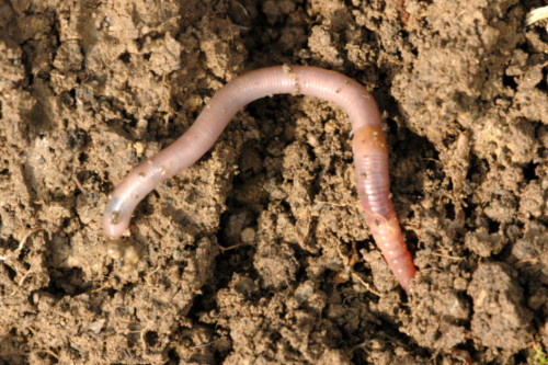 Invasive jumping earthworms: coming to a forest near you? - The