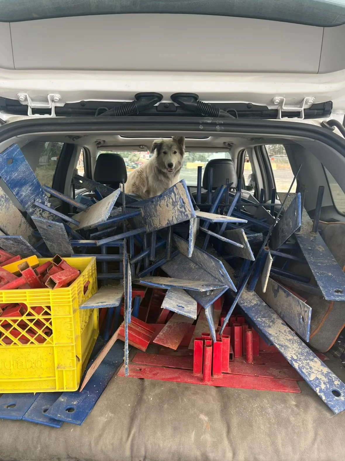 CBC: Dog being evacuated from Yellowknife (Veterinarians Without Borders)