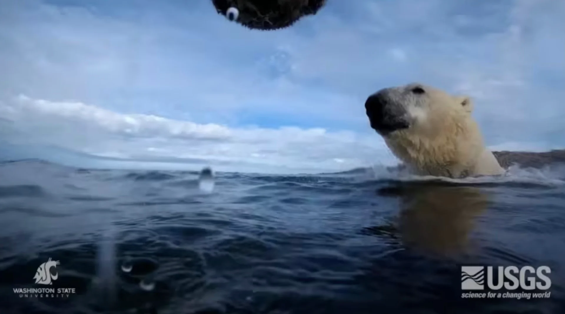 How do polar bears eat when there's no sea ice? Not well, study finds