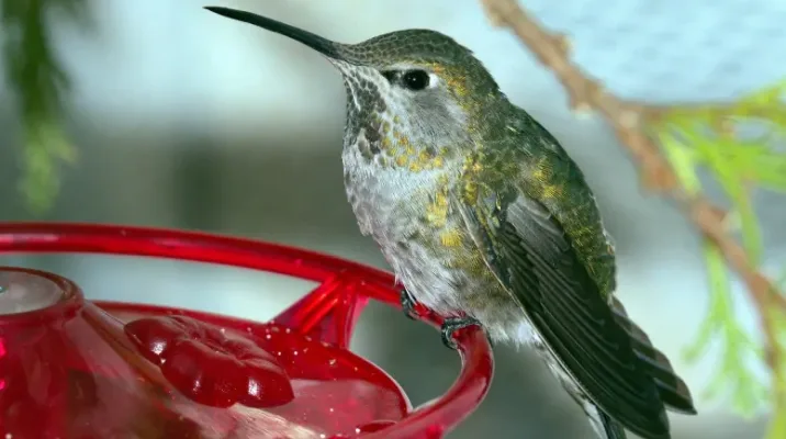 BC hummingbirds struggling as feeders freeze up