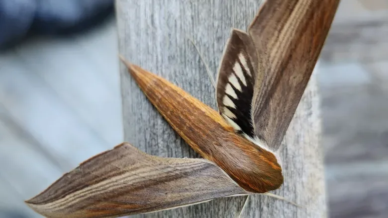 New-to-the-Maritimes moth finds its way to N.B. in hurricane season