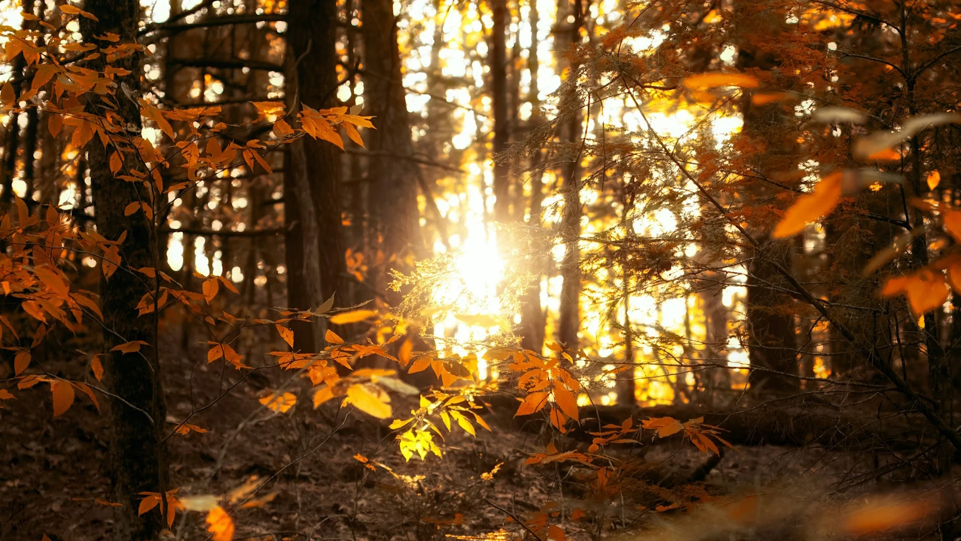 PHOTO chute de feuilles 3