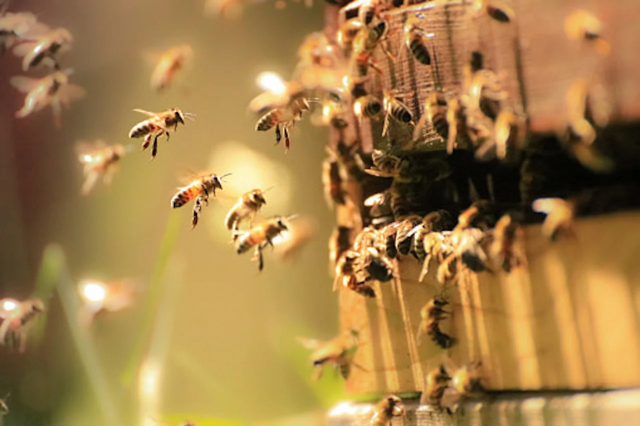 getty honey bee hive swarm