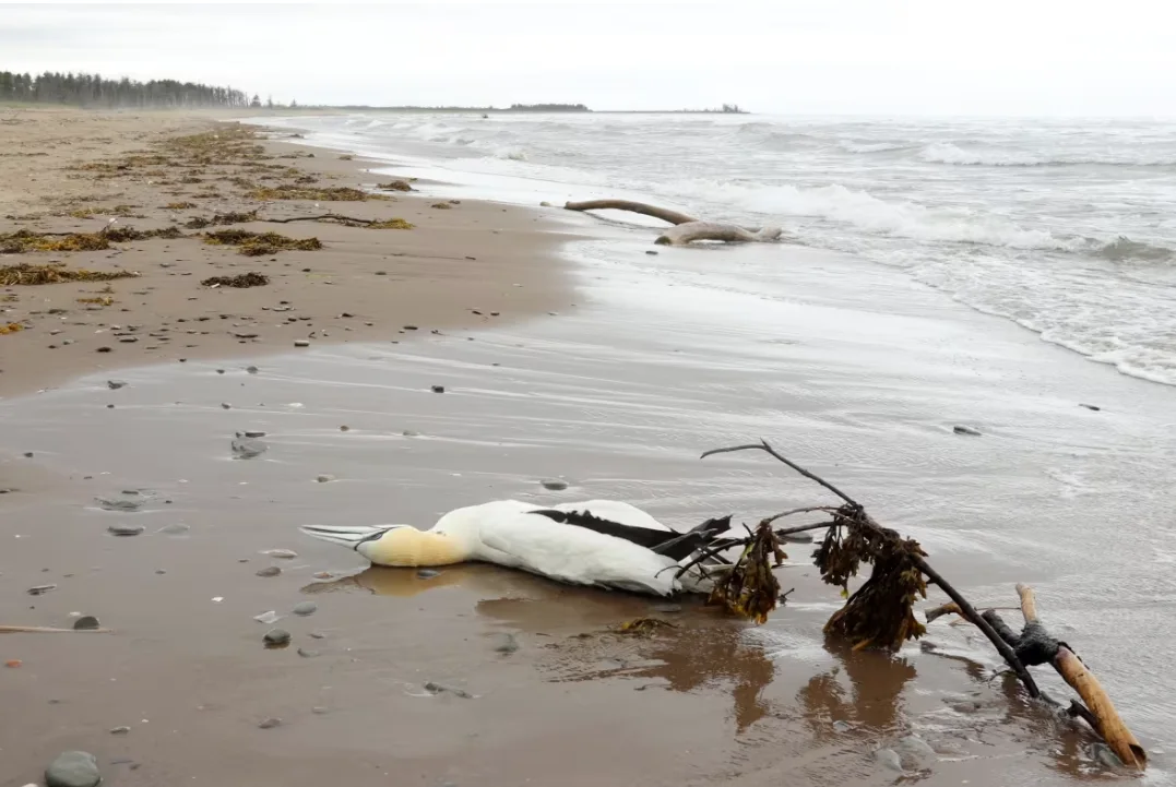 CBC: A dead northern gannet washed up on a beach on the Acadian Peninsula on June 9, 2022. Jones said avian flu exploded in the region last spring among seabirds like gannet and eiders. (Shane Magee/CBC)