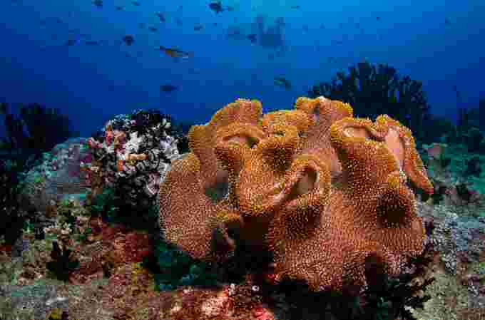 Maldives coral wiki cc