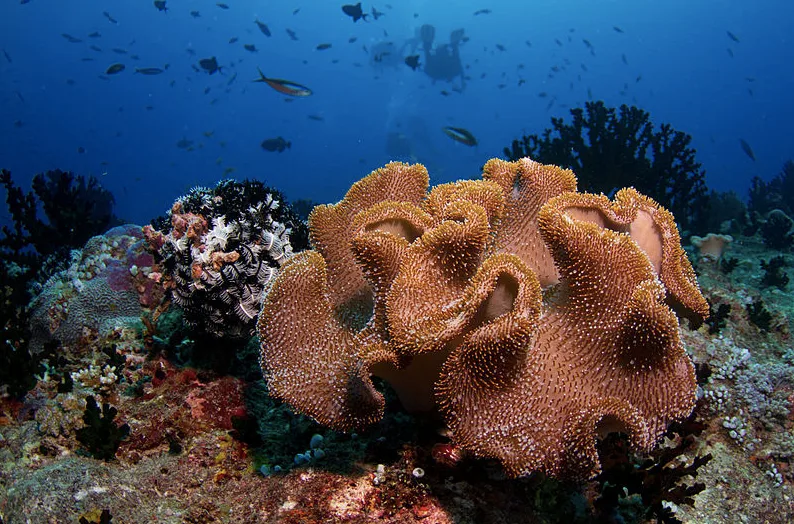 Maldives coral wiki cc