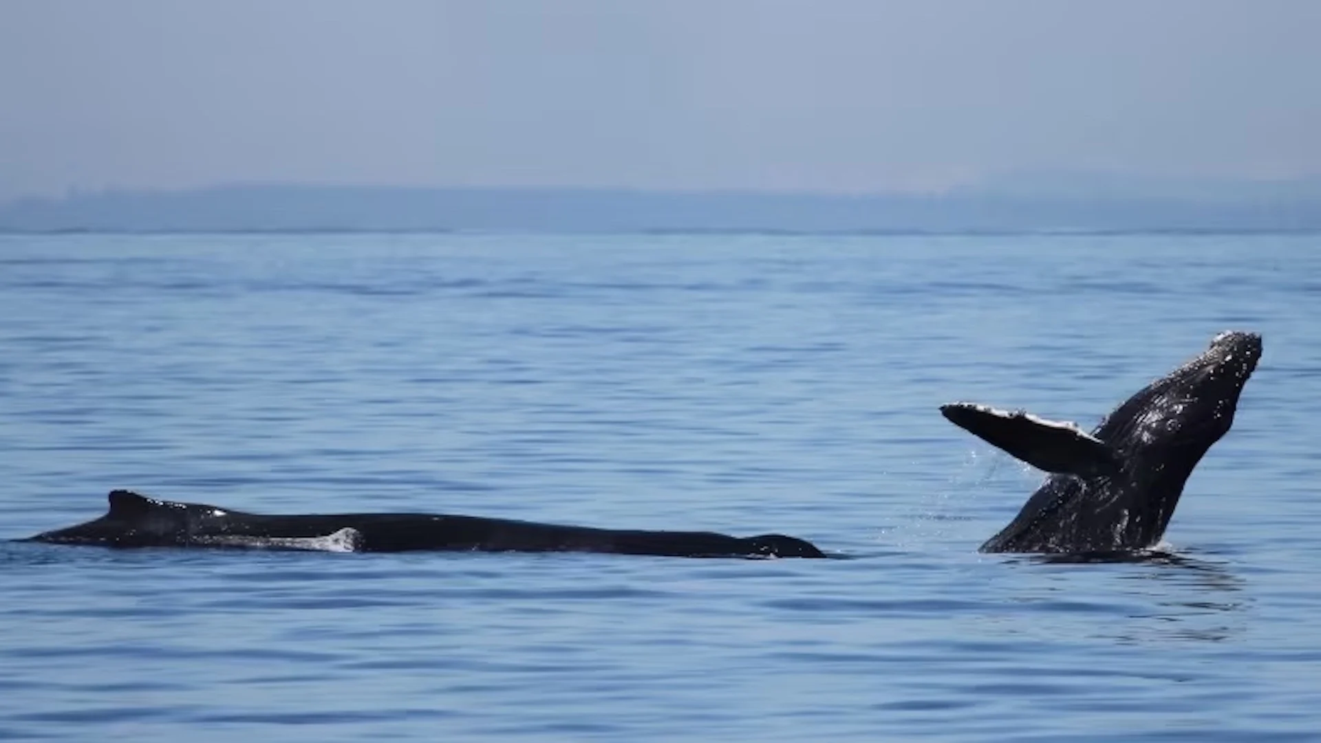 Humpback whale 'Poptart' returns to Salish Sea with new baby