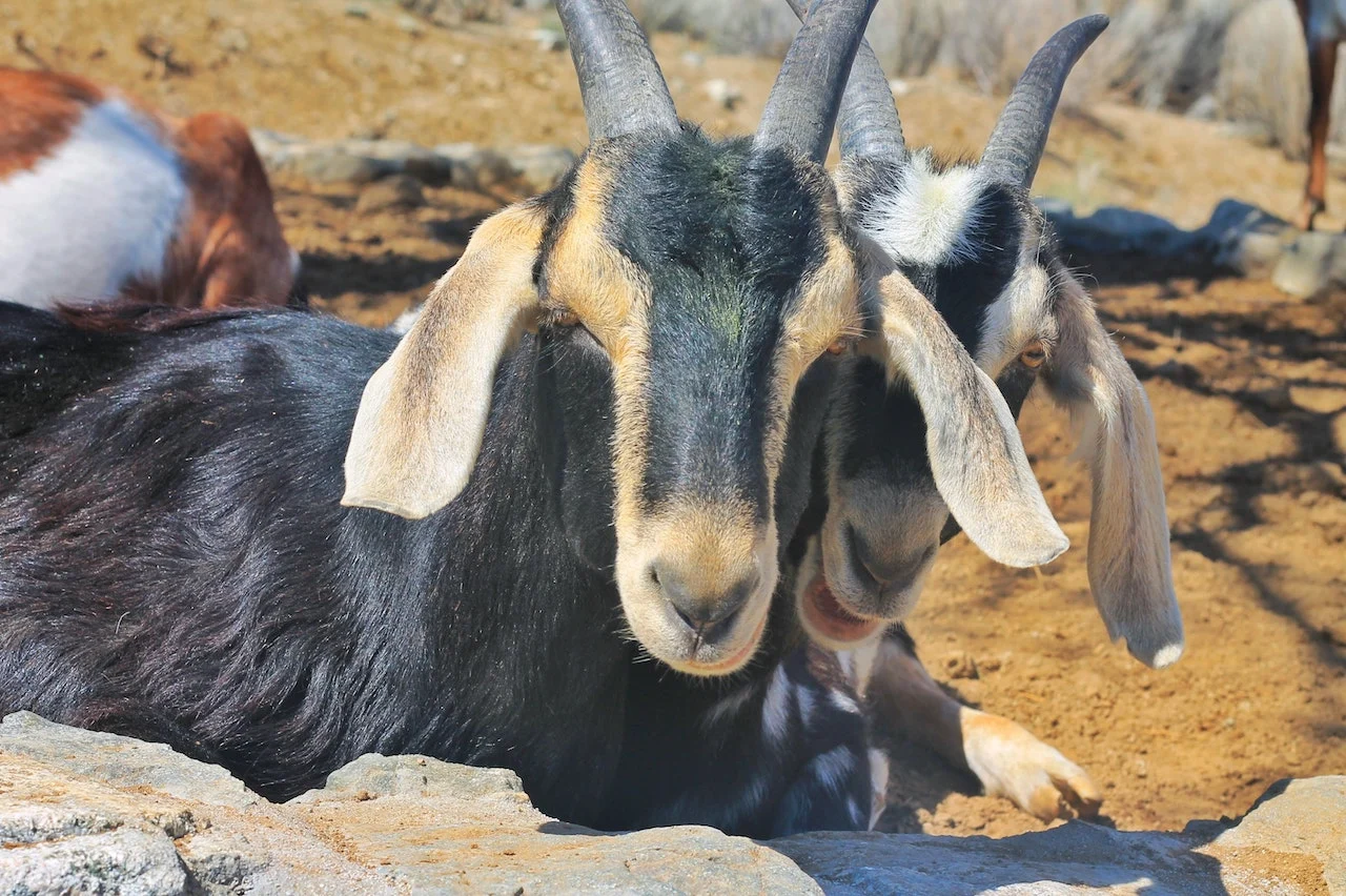 California finds an unexpected animal ally to combat wildfires