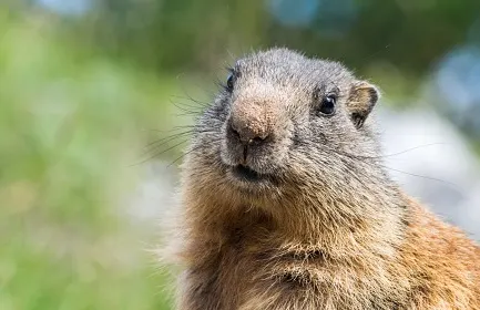 Groundhog Day 2020: The results are in, but the vote isn't unanimous 