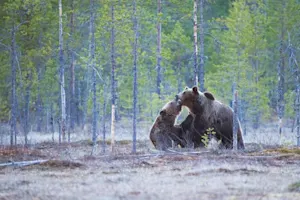 Stay 'bear aware' this camping season