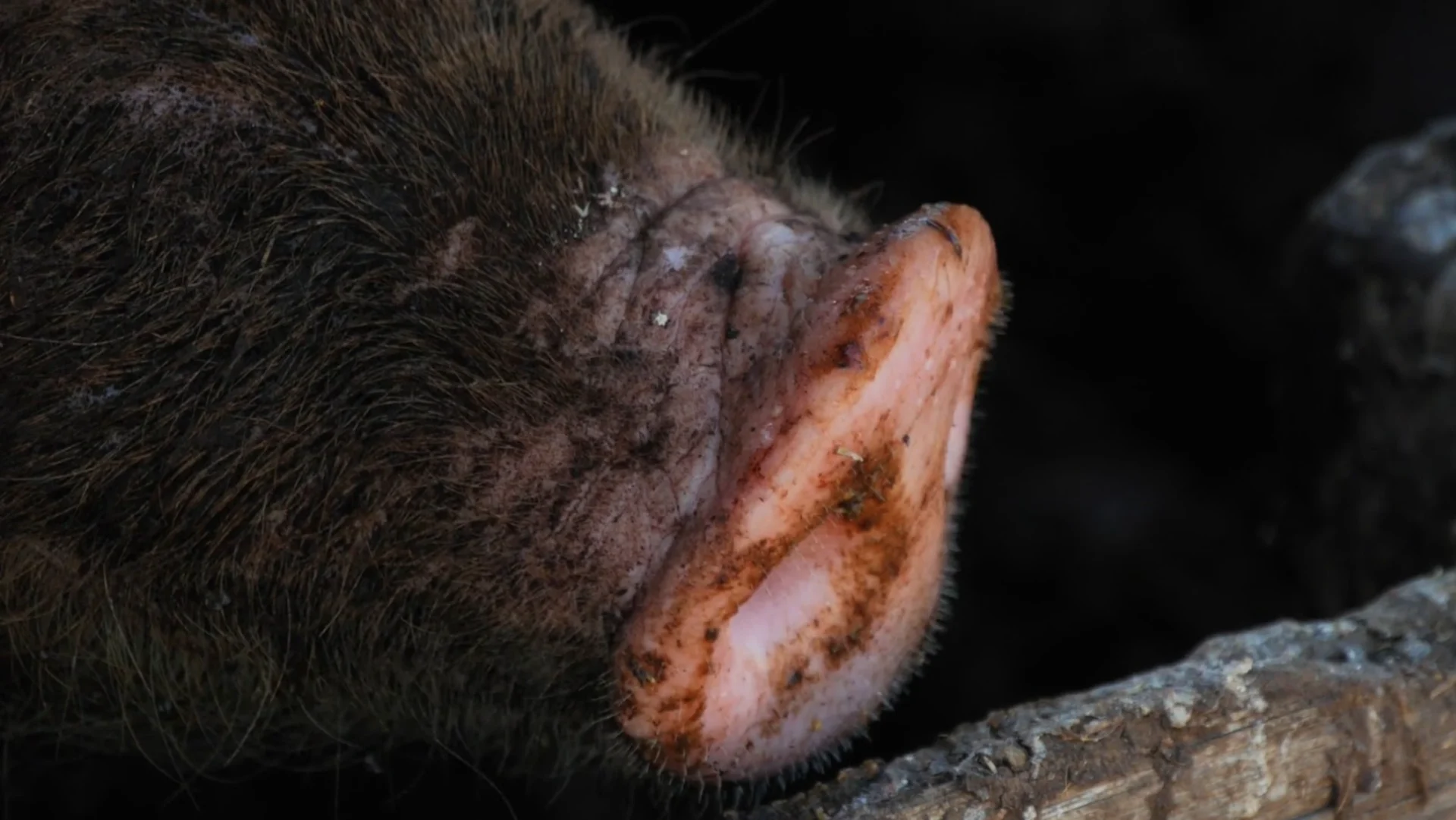 Extreme Canadian climate no match for destructive 'super pigs'