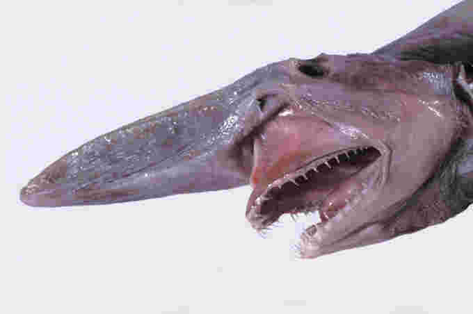 Goblin shark Dianne Bray Museum Victoria Wikipedia