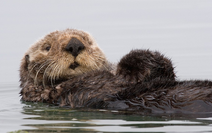 Sea otter - Wikipedia