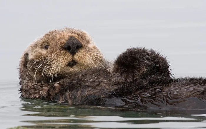 5 facts (and photos) about sea otters