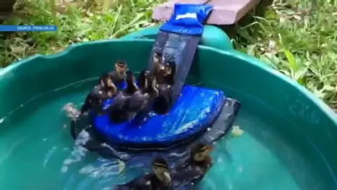 Une invention qui pourra sauver des animaux des piscines