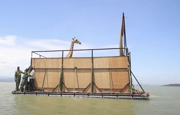 Qui aurait cru - même les girafes ne sont pas à l’épreuve des inondations