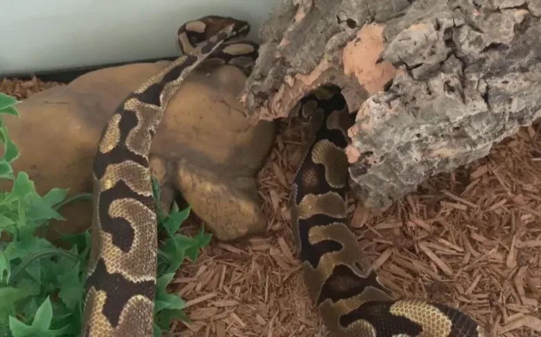 Owners reunited with Python found at Toronto gas station 