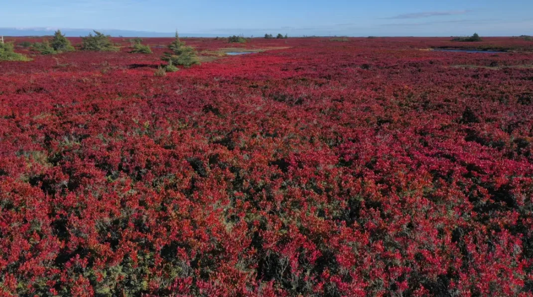 CBC: In the fall, New Brunswick's peat bogs turn to a vivid red. This one is on Miscou Island. (Mike Heenan/CBC)