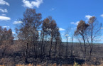 Paradise Lake forest fire a 'sleeping giant' as hot spots continue to burn
