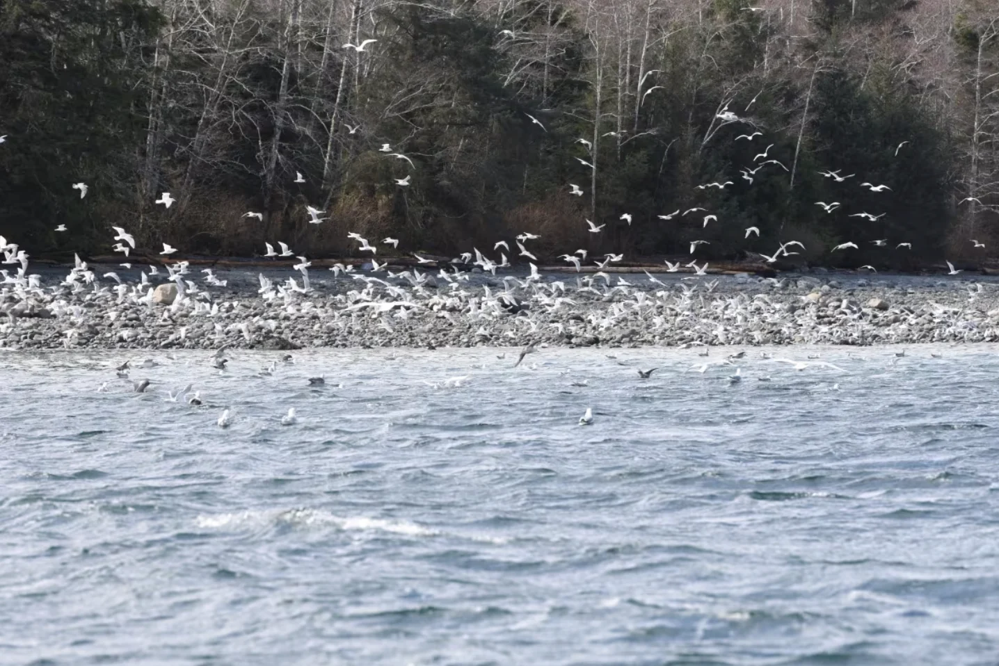 CBC: Marine birds gather to feast on herring. (Jackie Hildering/Marine Education & Research Society)