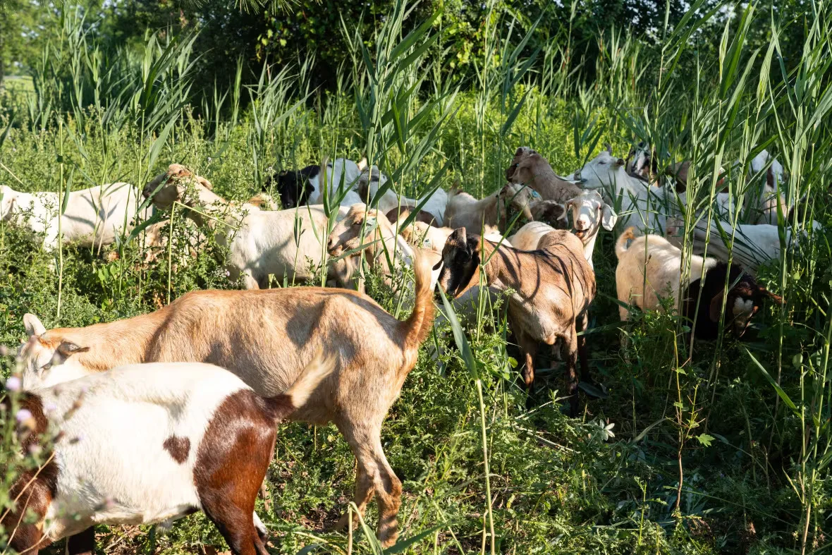 The goat herd was provided with shade and water on site. (Submitted by Niagara Parks)
