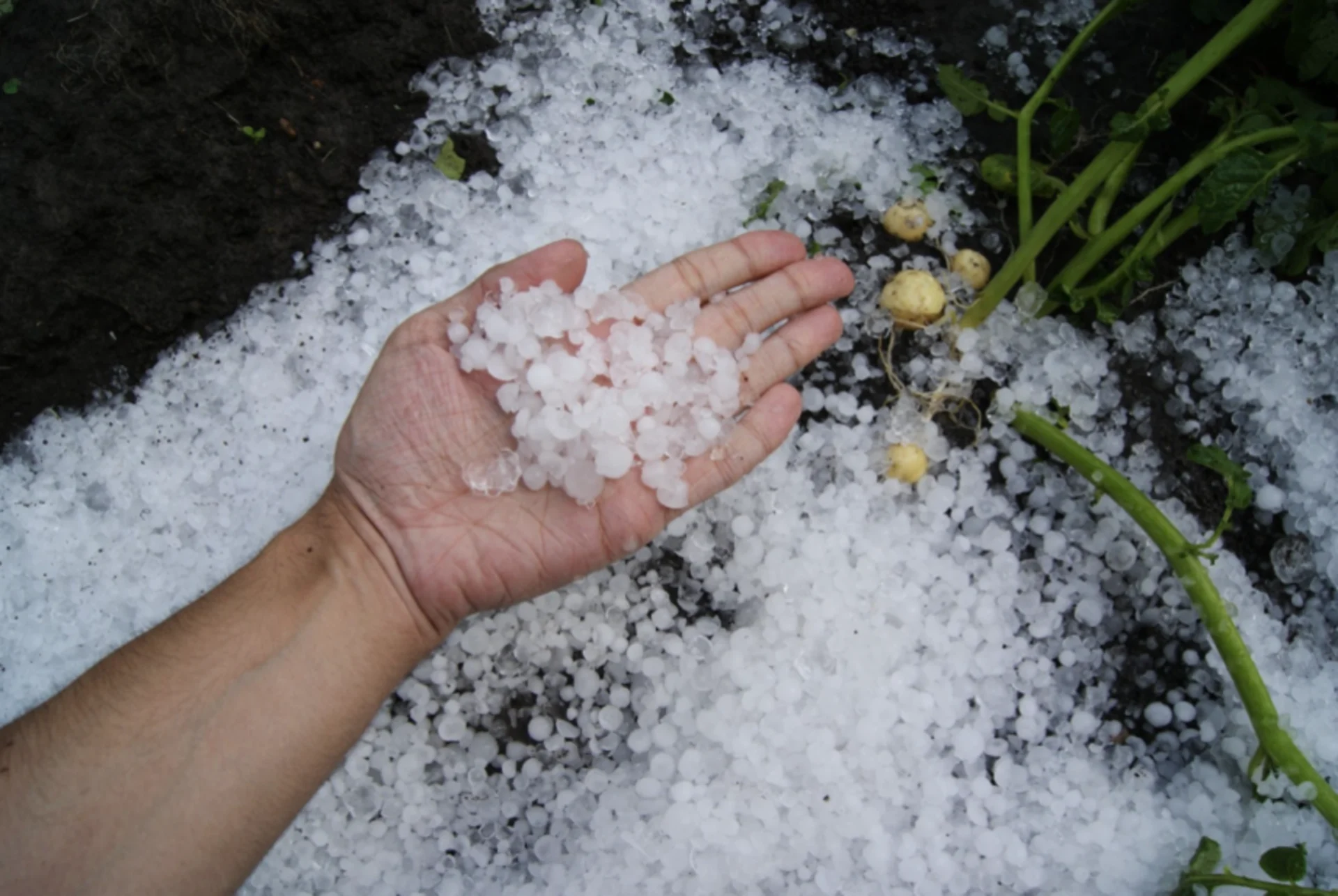 The $100 million hailstorm that hit Canada's second-largest wine-producing area