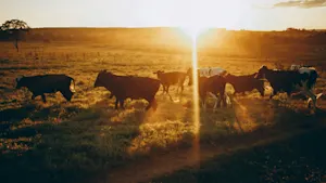  Canada bans Texas cattle over flesh-eating parasite concern