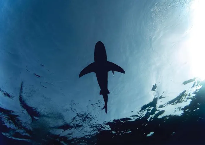 Plus de requins dans le fleuve Saint-Laurent à l'avenir, c'est possible