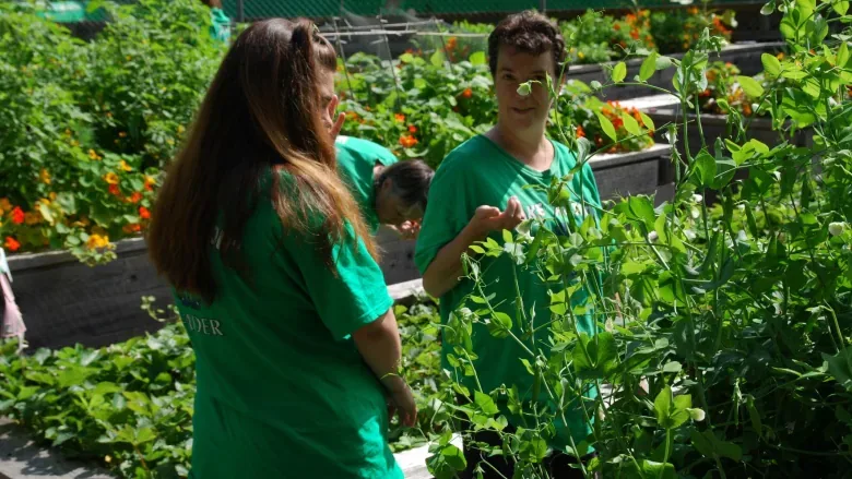 Halifax helping neighbours grow vegetables and communities one seed at a time