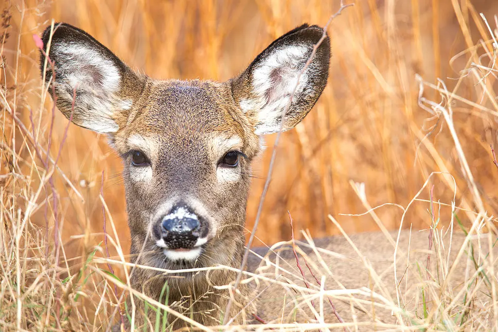 Up to 40% of wild deer in US may have been exposed to coronavirus: Study