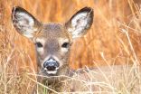 Up to 40% of wild deer in US may have been exposed to coronavirus: Study