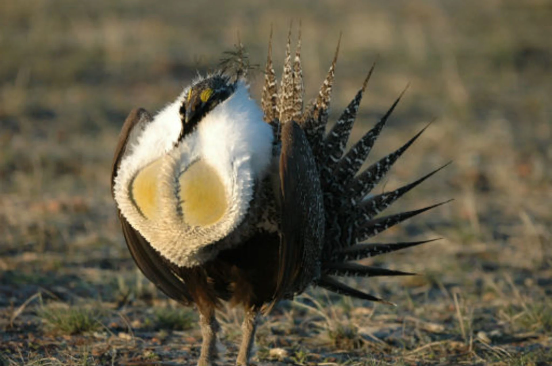 Drought plays a role in endangered sage grouse decline on the Prairies