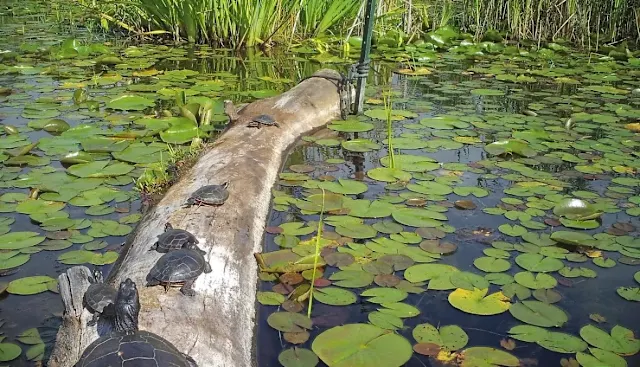 People dumping their pet turtles is threatening B.C. species: Biologist ...