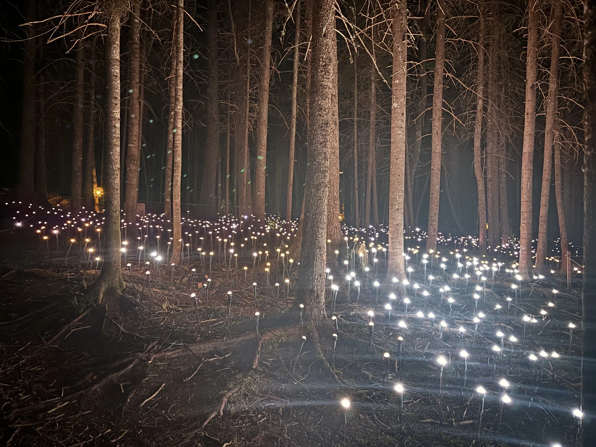 Nathan Coleman: When night falls in Bouctouche, New Brunswick, Akadi Lumina comes to life on a 1.5 km forest trail. (2)