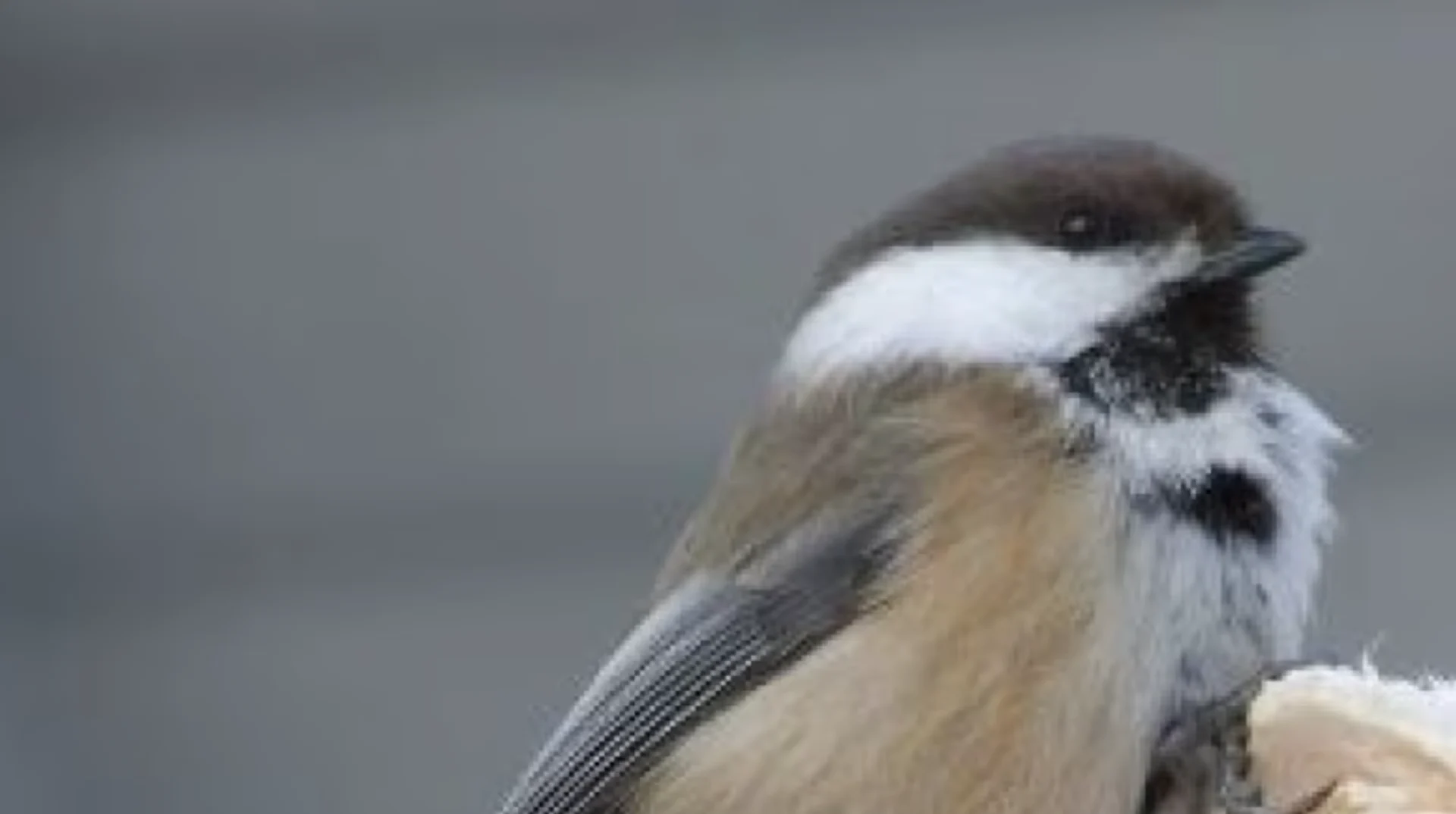 Grey-headed chickadee listed as endangered, climate change a factor