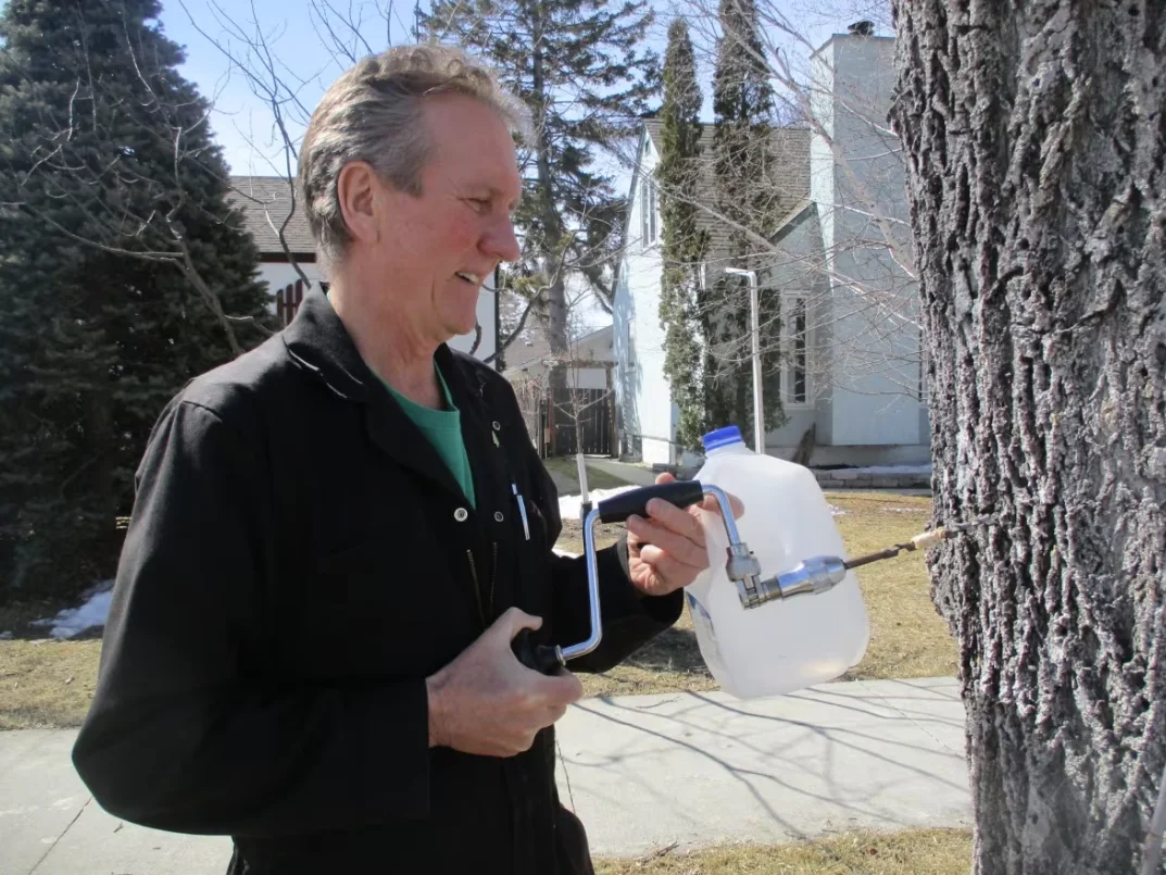 CBC: Ken Fosty taps a tree for sap. He expects the sap will continue to flow into the first week of May — if the weather co-operates. (Submitted by Ken Fosty)