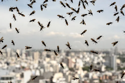 Flying ant season has the Lower Mainland buzzing