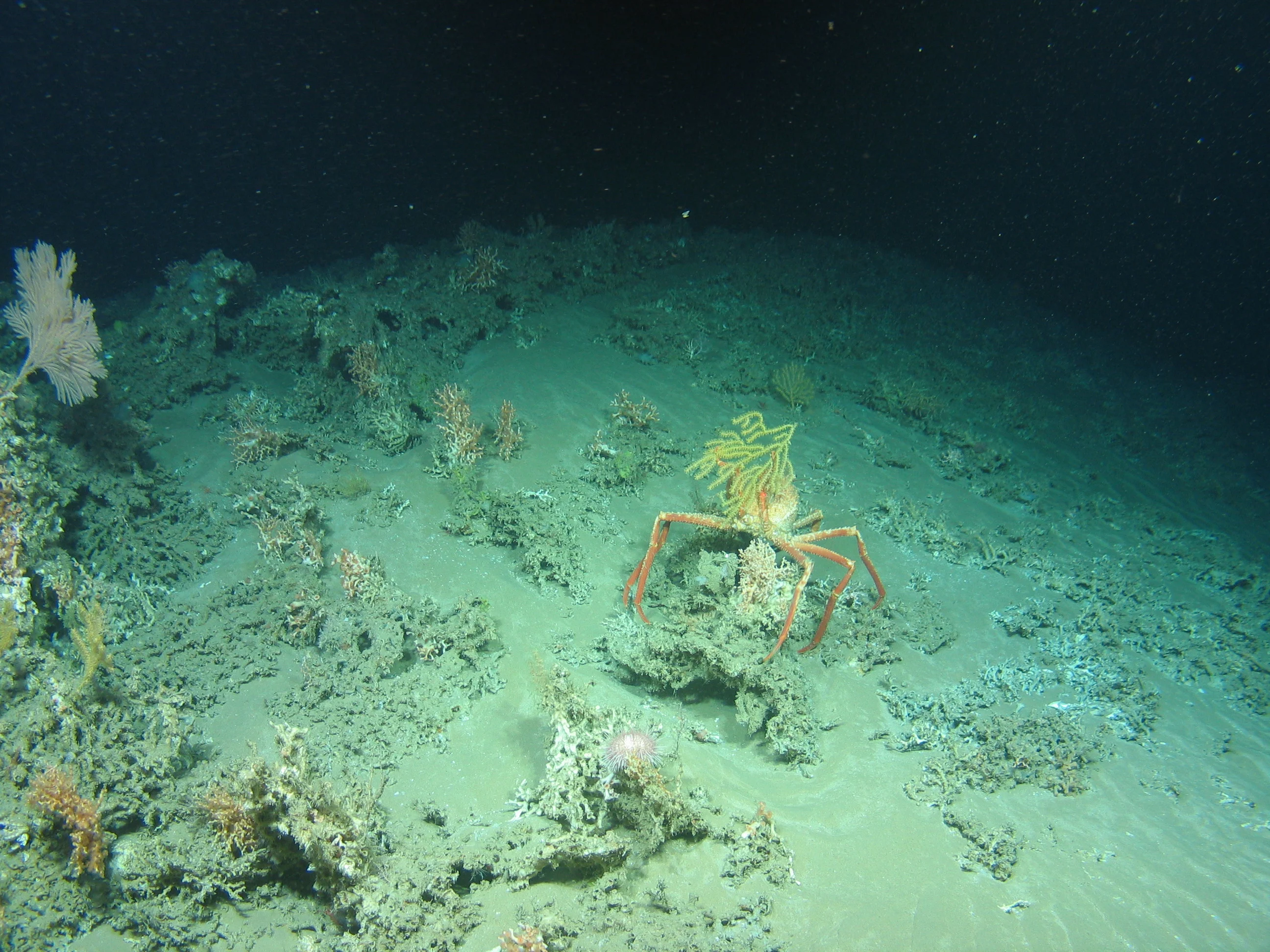 big crab underwater credit: aaron lim