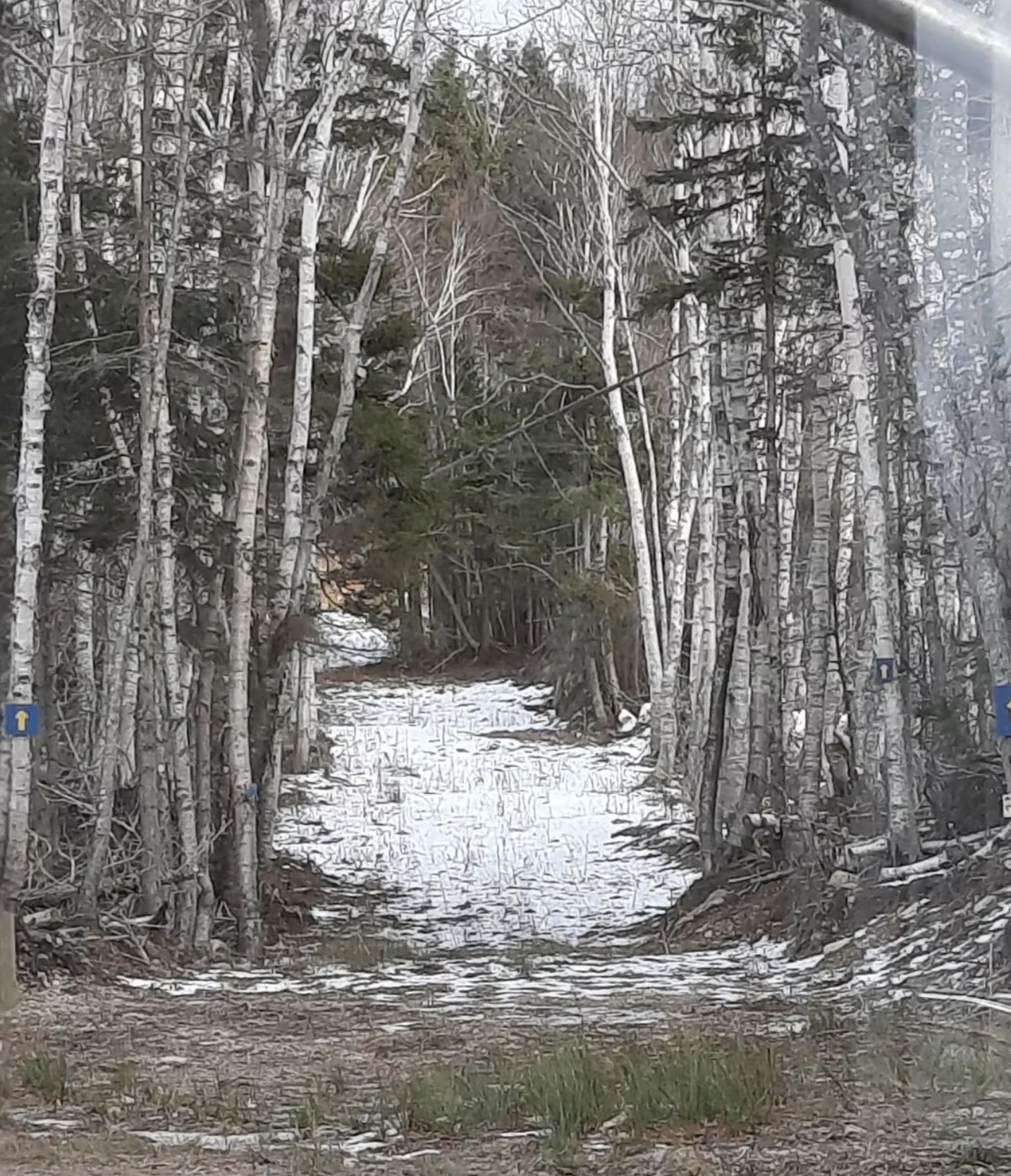 CBC: The trail system at North Highlands Nordic has yet to open for the season. (Submitted by Katie Fougere)