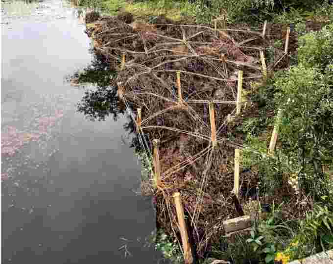 Staff at Conservation Halton use twin, wooden stakes and Christmas trees to line the water’s edge. SOURCE: CONSERVATION HALTON
