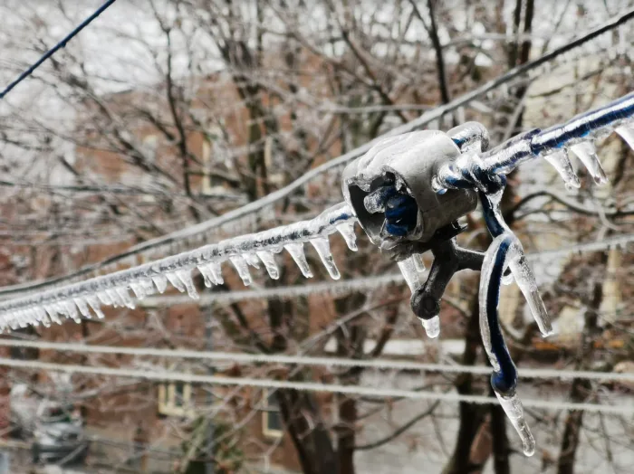 Les moutons noirs de l’hiver, les voici ici